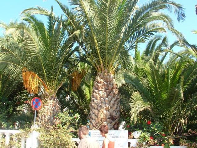 Palm Bay Hotel 锡西 外观 照片
